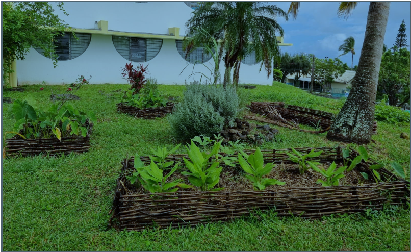 Image d'illustration pour : Eco potager des Mascareignes