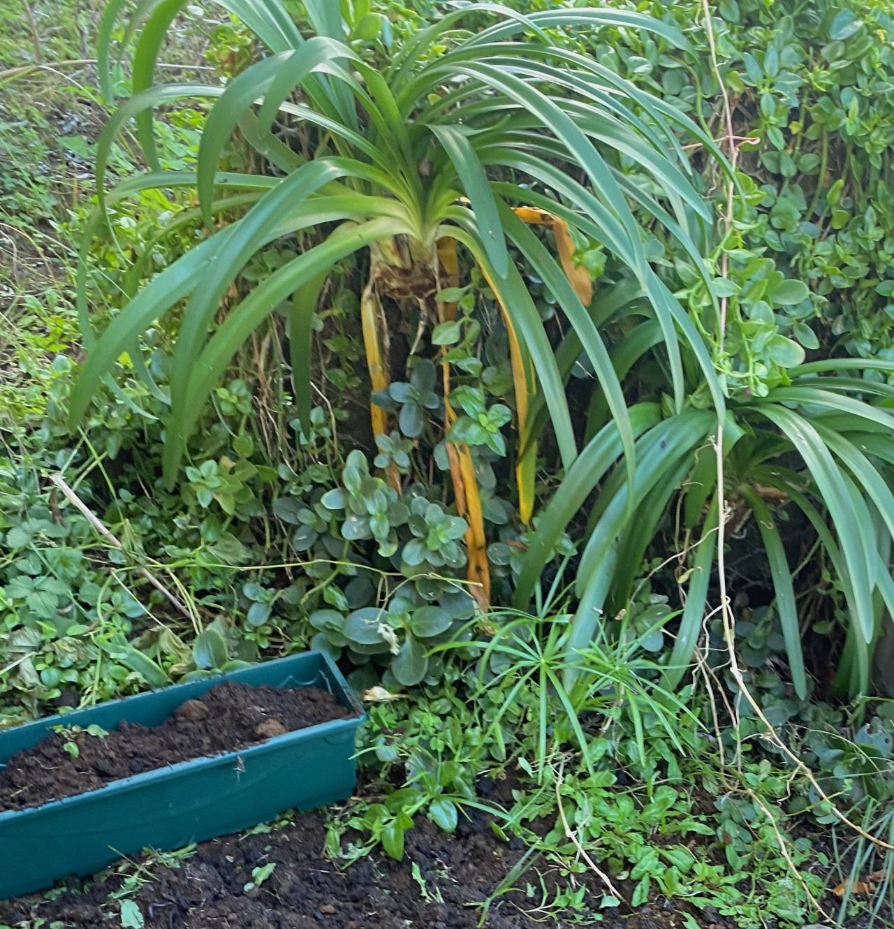 Image d'illustration pour : «Jardin  potager, verger : Gouter partage »