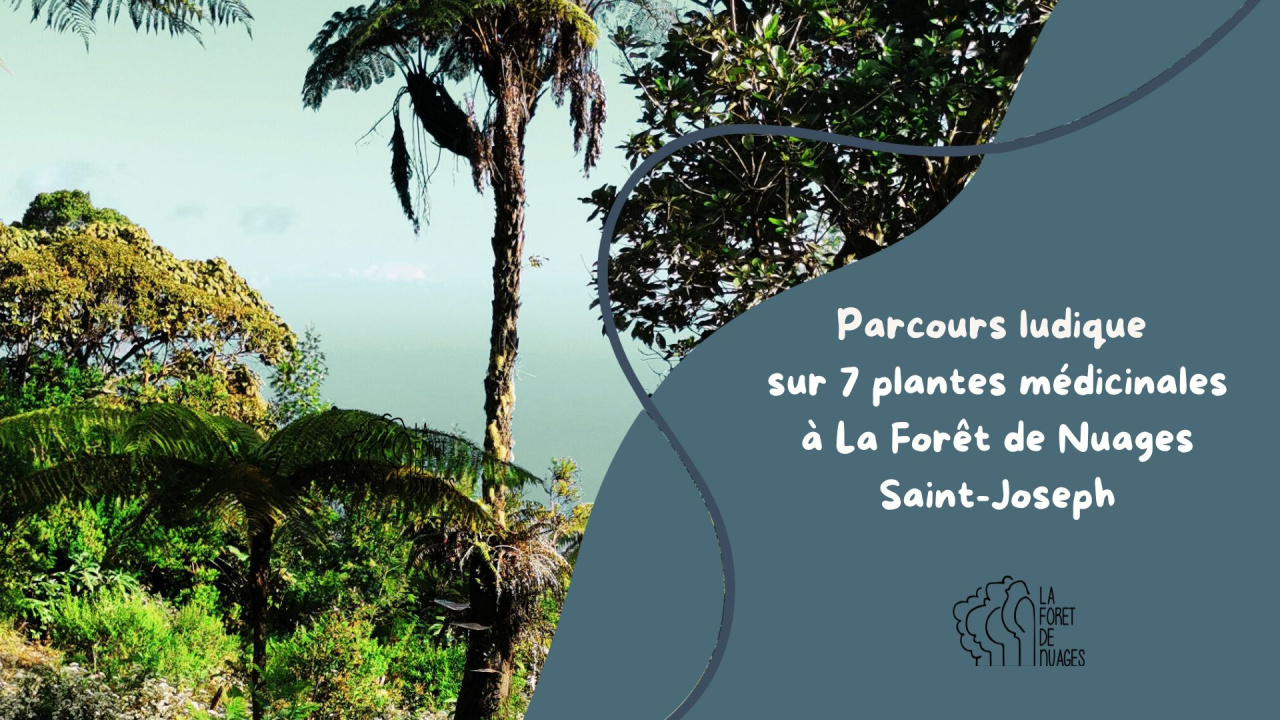 Image d'illustration pour : Parcours d'orientation ludique sur les plantes médicinales de la Foret de Nuages