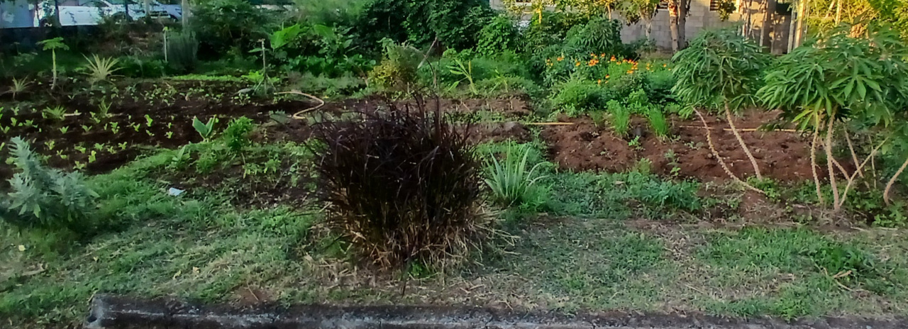 Image d'illustration pour : Potager générations 3