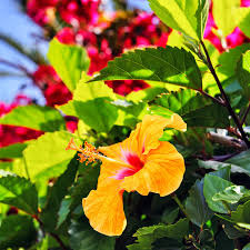 Image d'illustration pour : Karibou nout ti manger