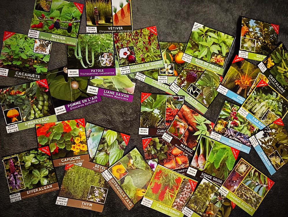 Image d'illustration pour : Le jardin tropical en main - 200 cartes pour cultiver le vivant