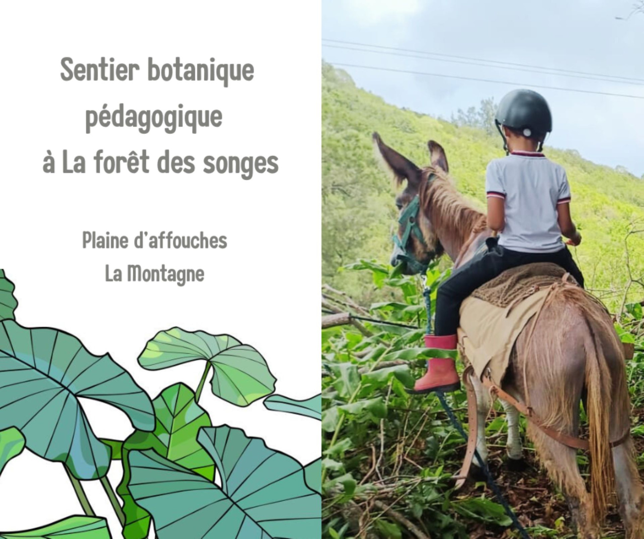 Image d'illustration pour : Création d’un sentier botanique pédagogique à la forêt des songes, La Montagne, Plaine d'affouches.