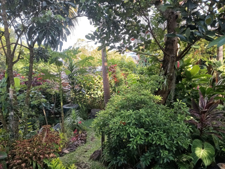 Image d'illustration pour : Un petit bout de forêt réunionnaise à vivre dans le quartier