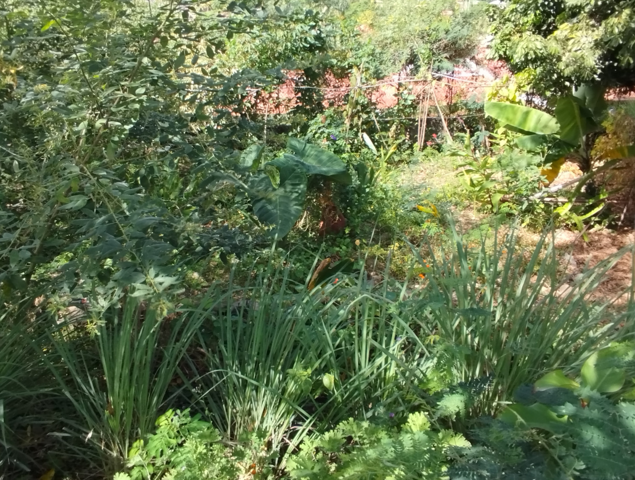 Image d'illustration pour : Zarboutan & Marmay: le jardin des savoirs péi
