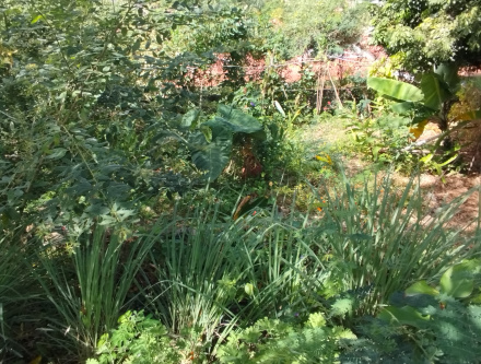 Image d'illustration pour : Zarboutan & Marmay: le jardin des savoirs péi